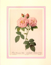 Rose mode 22